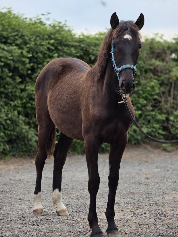 Potranca Origine Constat&eacute;e En venta 2025 Bayo moreno