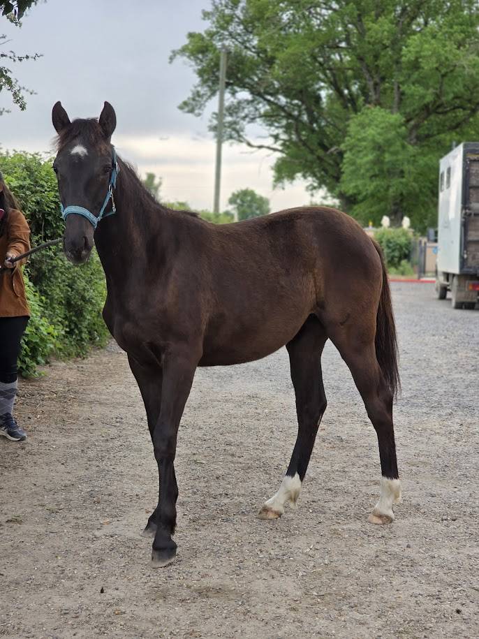 Potranca Origine Constat&eacute;e En venta 2025 Bayo moreno