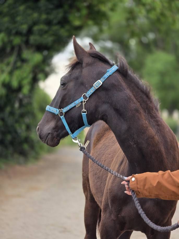 Potranca Origine Constat&eacute;e En venta 2025 Bayo moreno