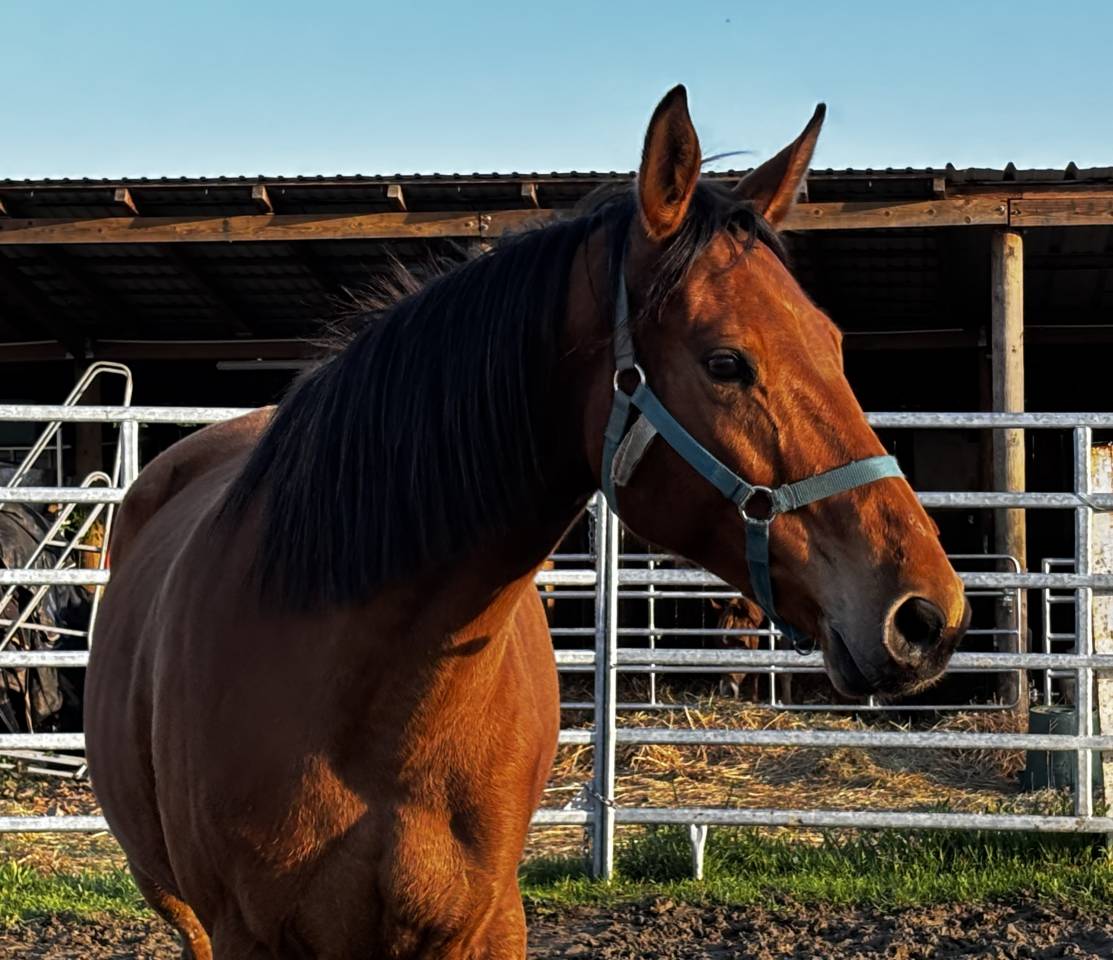 Yegua de ganader&iacute;a Silla Franc&eacute;s En venta 2018 Bayo por URANO DE CARTIGNY