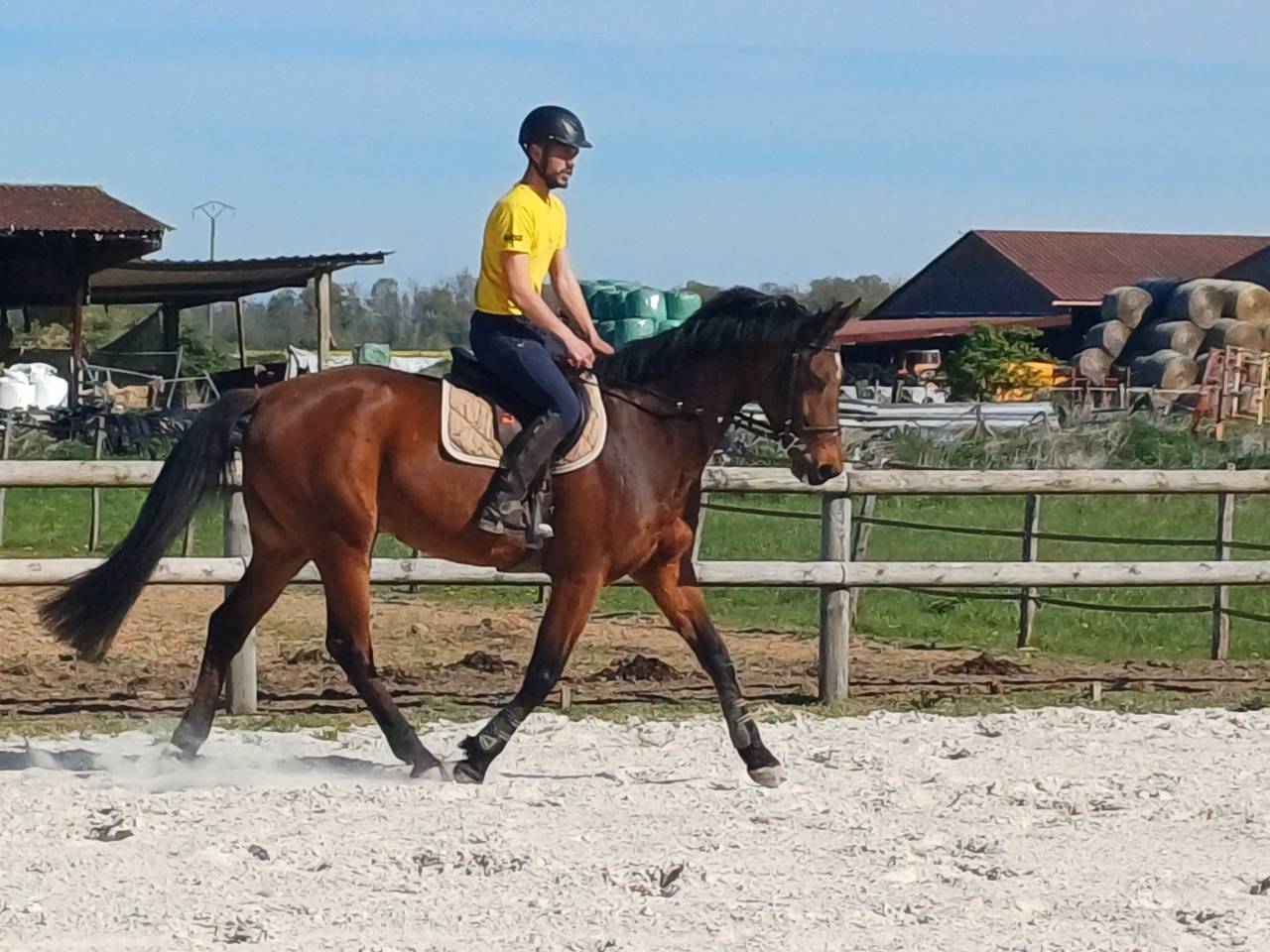 Caballo castrado Origine Constat&eacute;e En venta 2017 Bayo por Catapult du Ventel