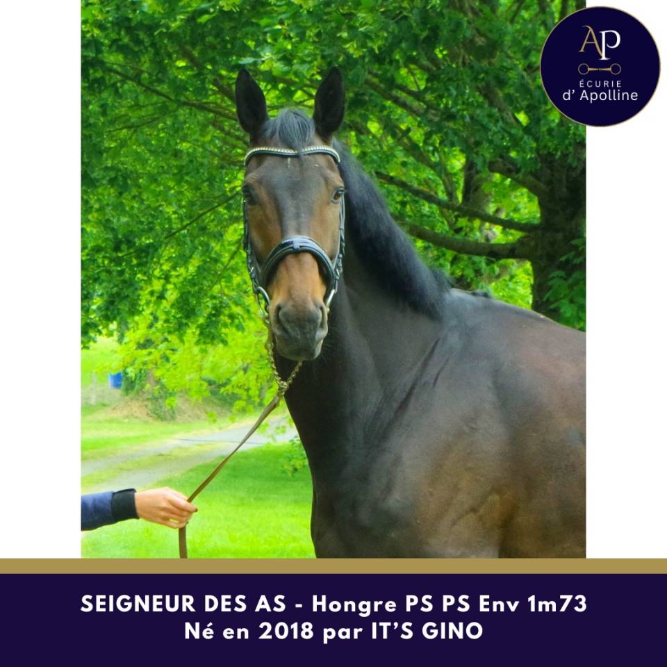 Caballo castrado Pura Sangre En venta 2018 Bayo moreno