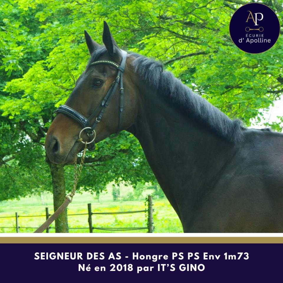 Caballo castrado Pura Sangre En venta 2018 Bayo moreno