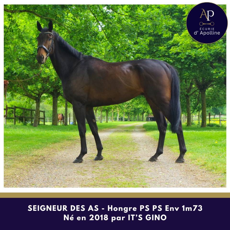 Caballo castrado Pura Sangre En venta 2018 Bayo moreno