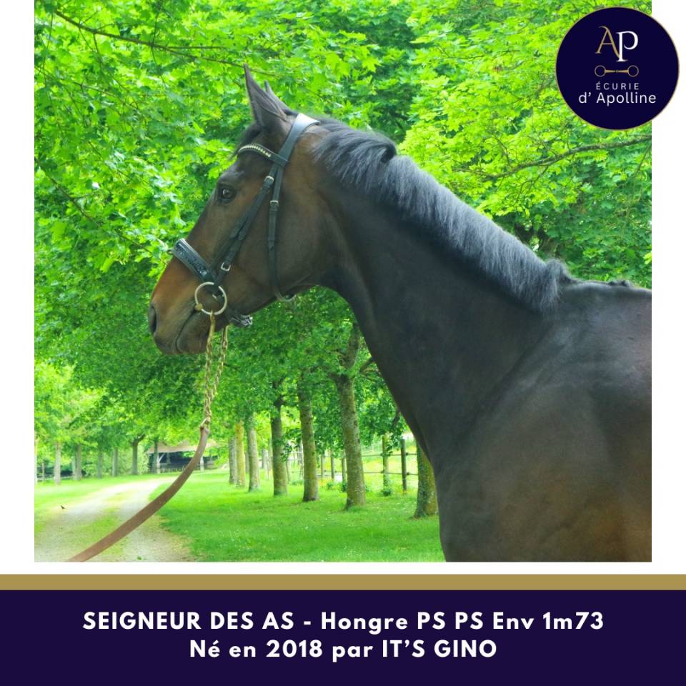 Caballo castrado Pura Sangre En venta 2018 Bayo moreno