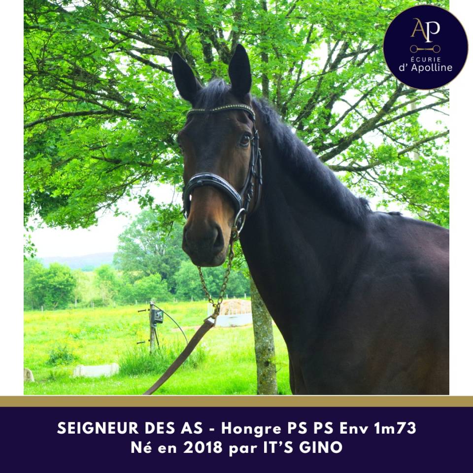 Caballo castrado Pura Sangre En venta 2018 Bayo moreno