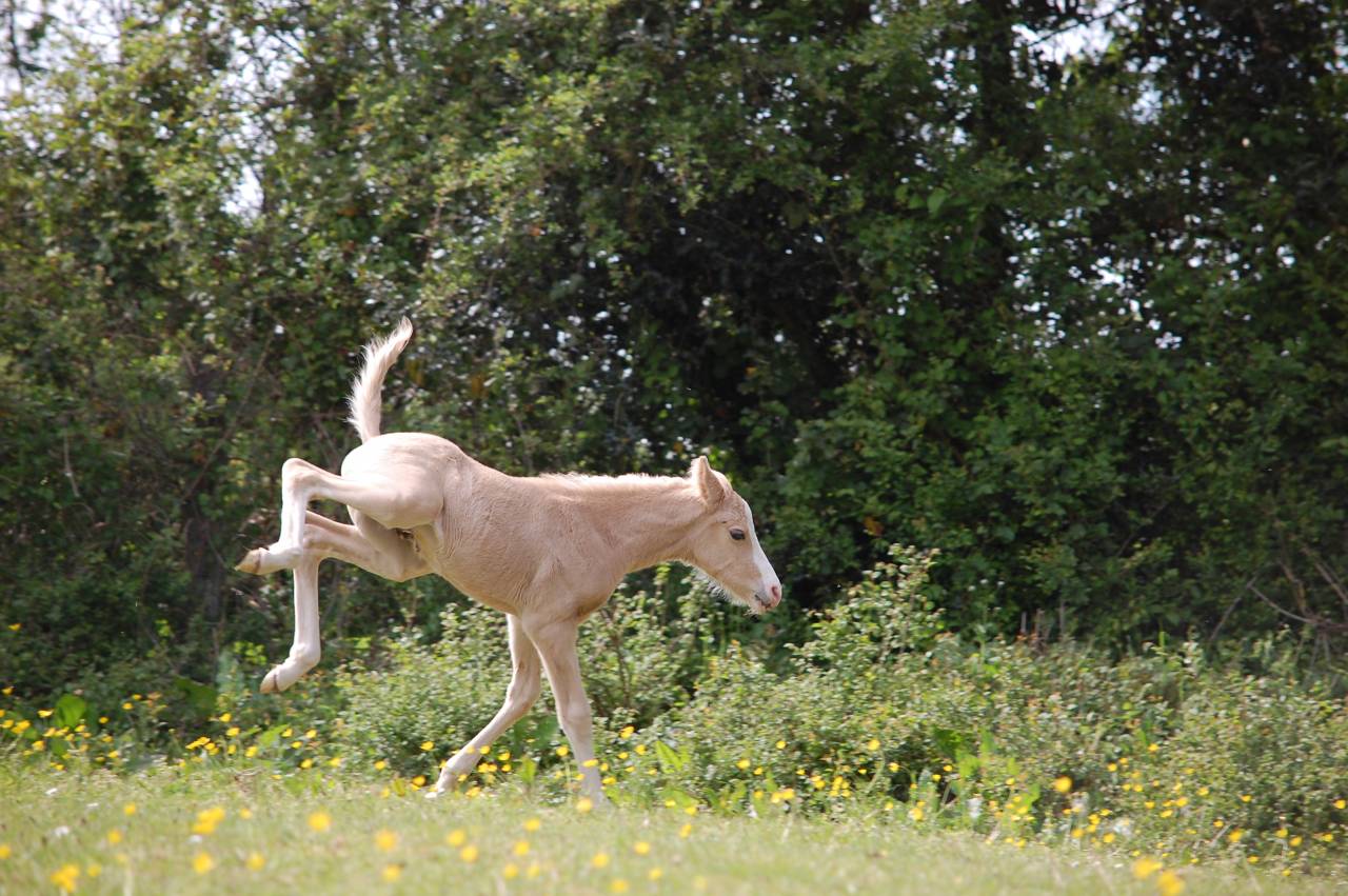 Potro PFS Poni Fran&ccedil;&eacute;s de Silla En venta 2026 Palomino por Beukenoords balans