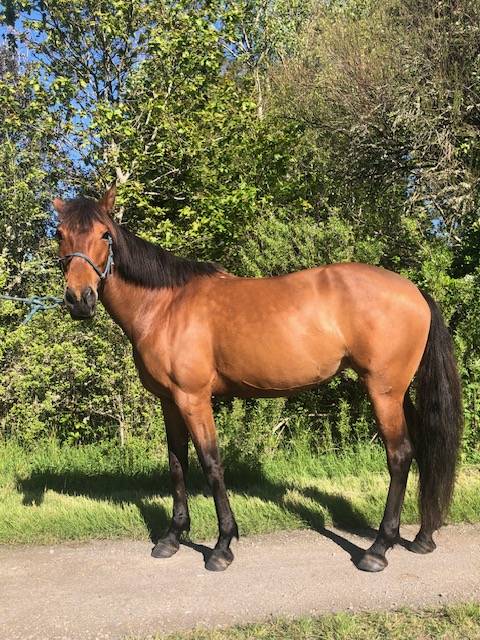 Yegua Lusitano En venta 2014 Bayo por vibrato