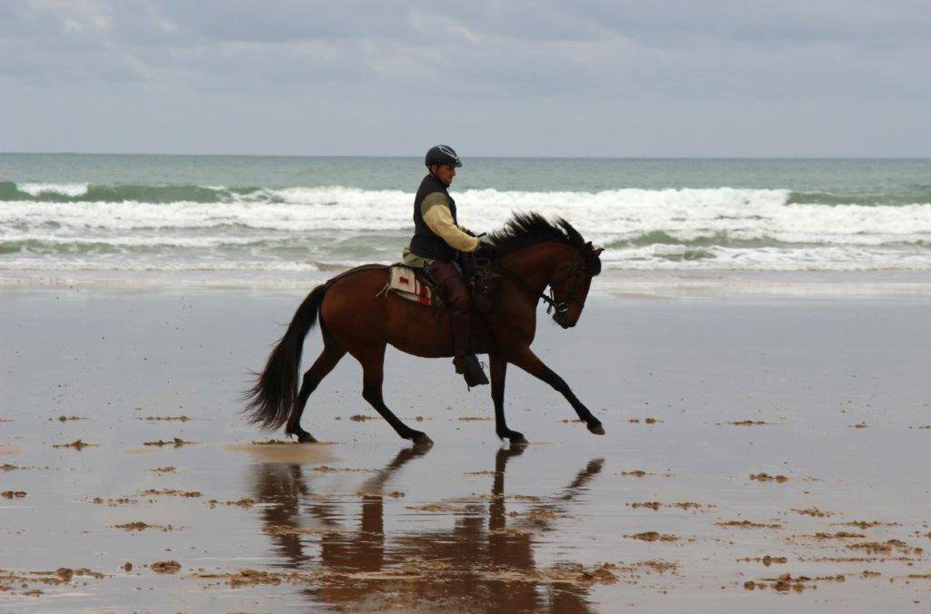 Yegua Lusitano En venta 2014 Bayo por vibrato