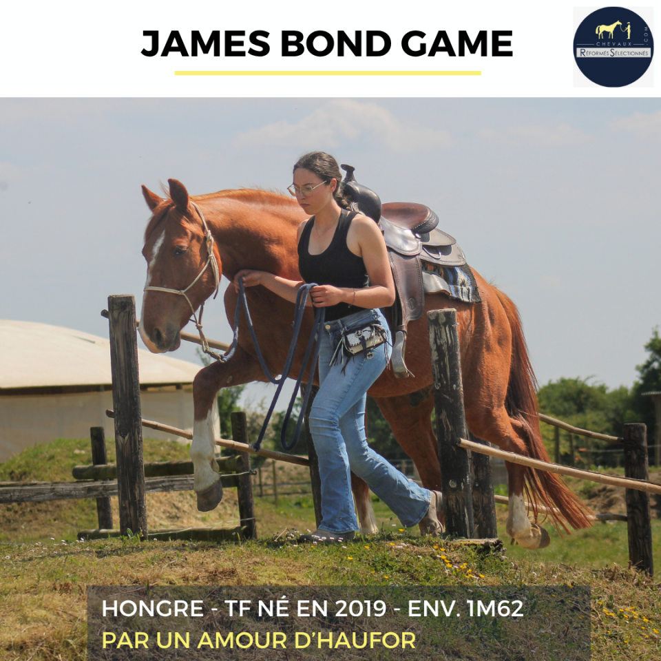 Caballo castrado Trot&oacute;n Franc&eacute;s En venta 2019 Alaz&aacute;n