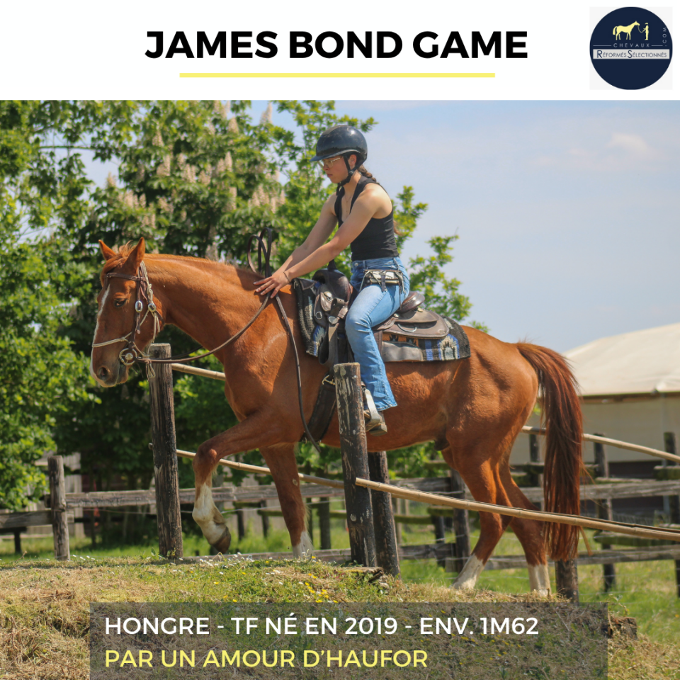 Caballo castrado Trot&oacute;n Franc&eacute;s En venta 2019 Alaz&aacute;n