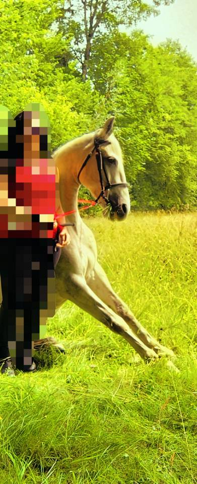 Caballo castrado Origine Constat&eacute;e En venta 2016 Tordo por FITI ESP