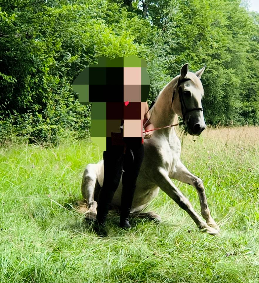 Caballo castrado Origine Constat&eacute;e En venta 2016 Tordo por FITI ESP