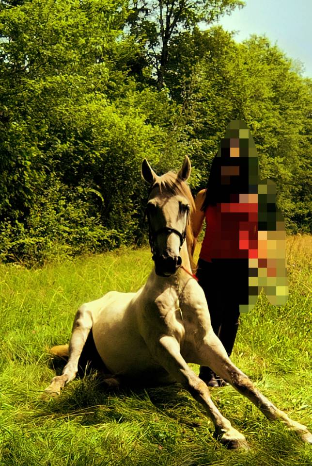 Caballo castrado Origine Constat&eacute;e En venta 2016 Tordo por FITI ESP