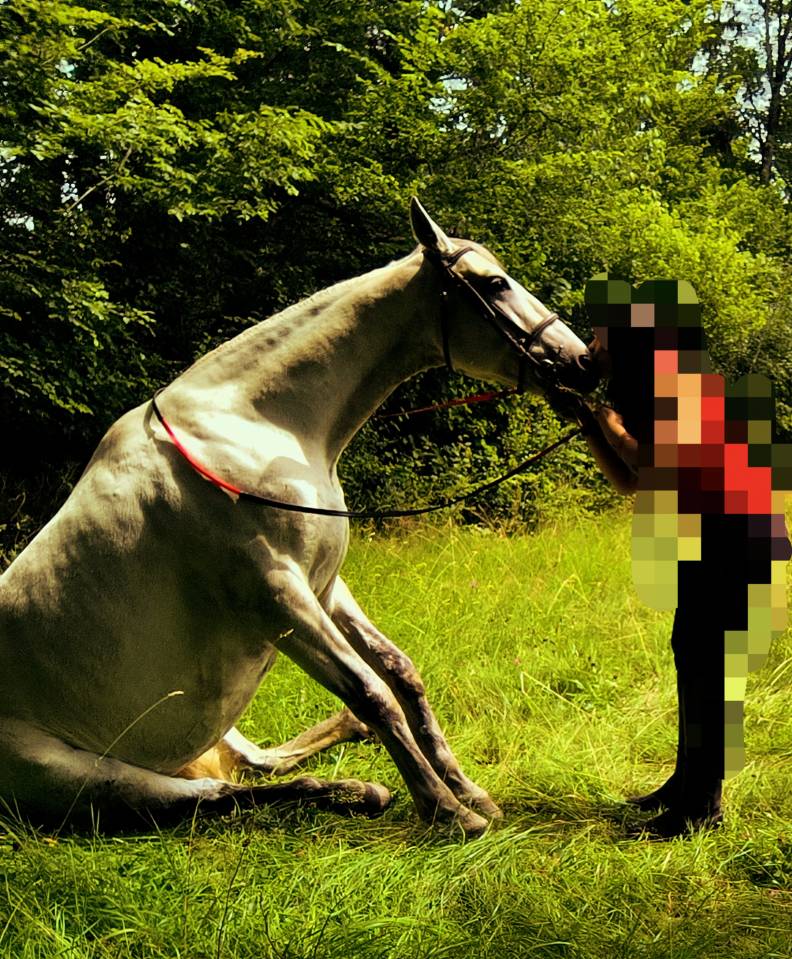 Caballo castrado Origine Constat&eacute;e En venta 2016 Tordo por FITI ESP