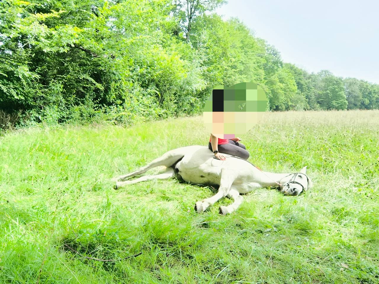 Caballo castrado Origine Constat&eacute;e En venta 2016 Tordo por FITI ESP