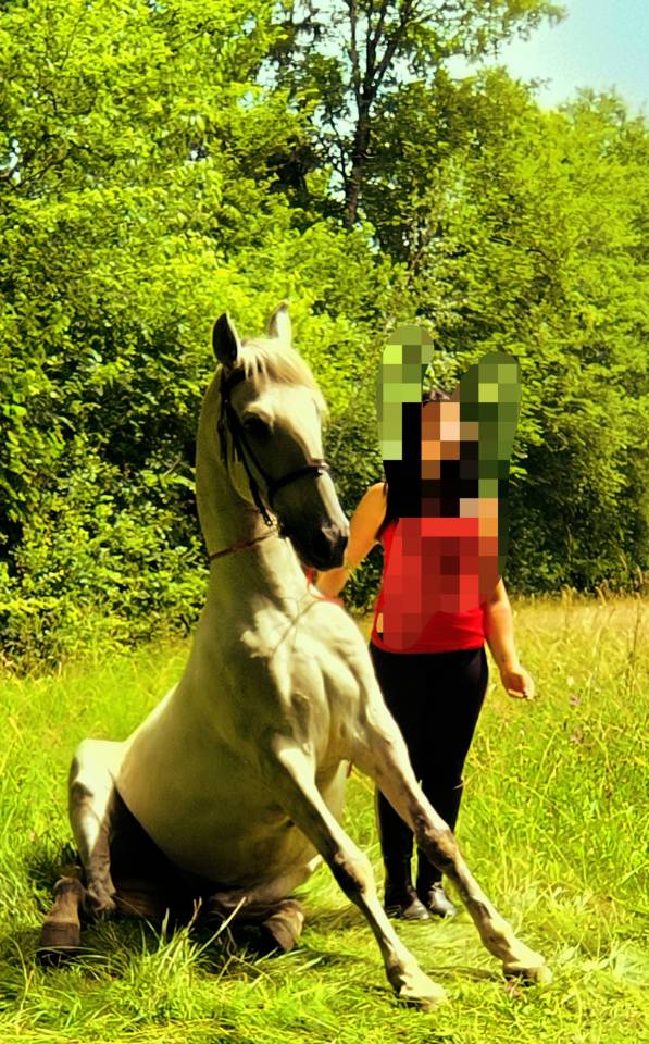 Caballo castrado Origine Constat&eacute;e En venta 2016 Tordo por FITI ESP