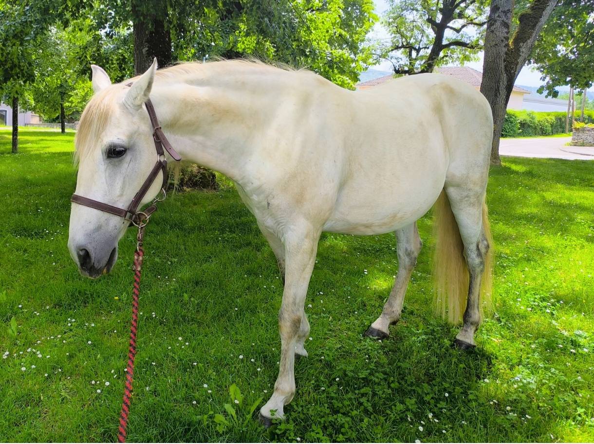 Caballo castrado Origine Constat&eacute;e En venta 2016 Tordo por FITI ESP