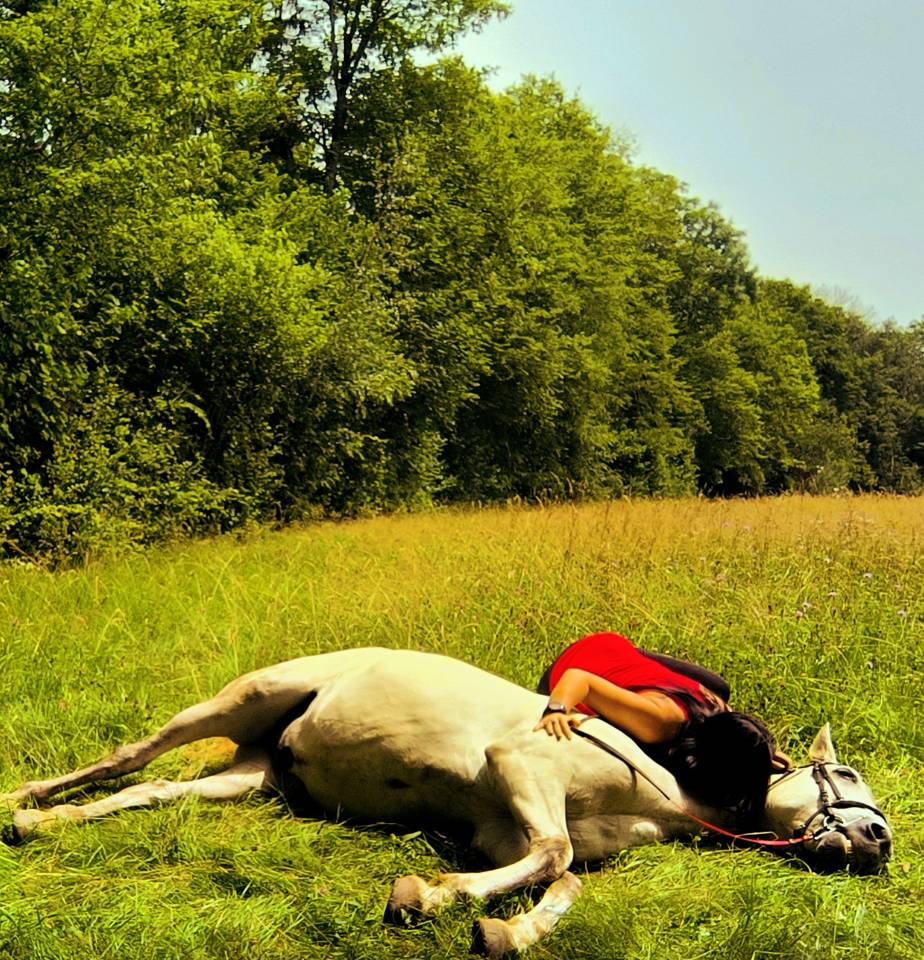 Caballo castrado Origine Constat&eacute;e En venta 2016 Tordo por FITI ESP