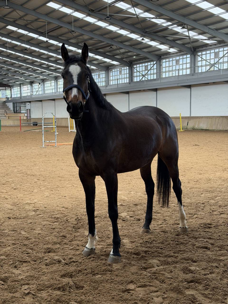 YEGUA DE 5 A&Ntilde;OS