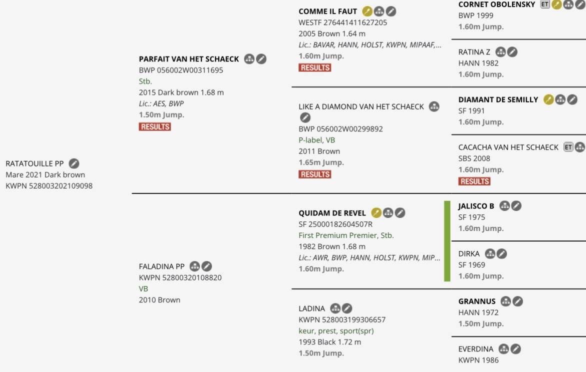 YEGUA DE 5 A&Ntilde;OS