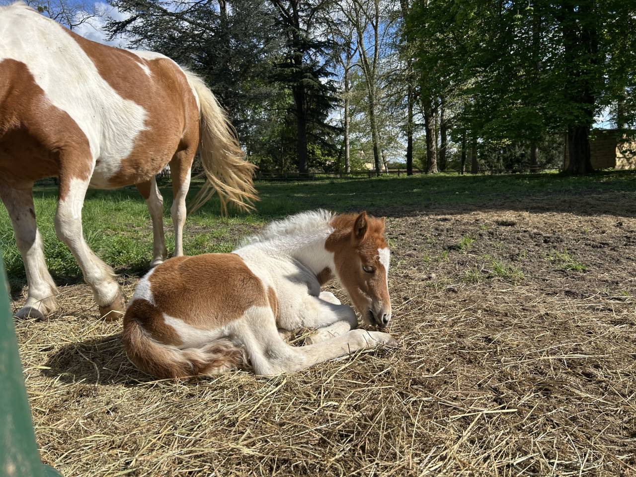 Potranca PFS Poni Fran&ccedil;&eacute;s de Silla En venta 2025 P&iacute;o por EUROGEN FANTOMAS