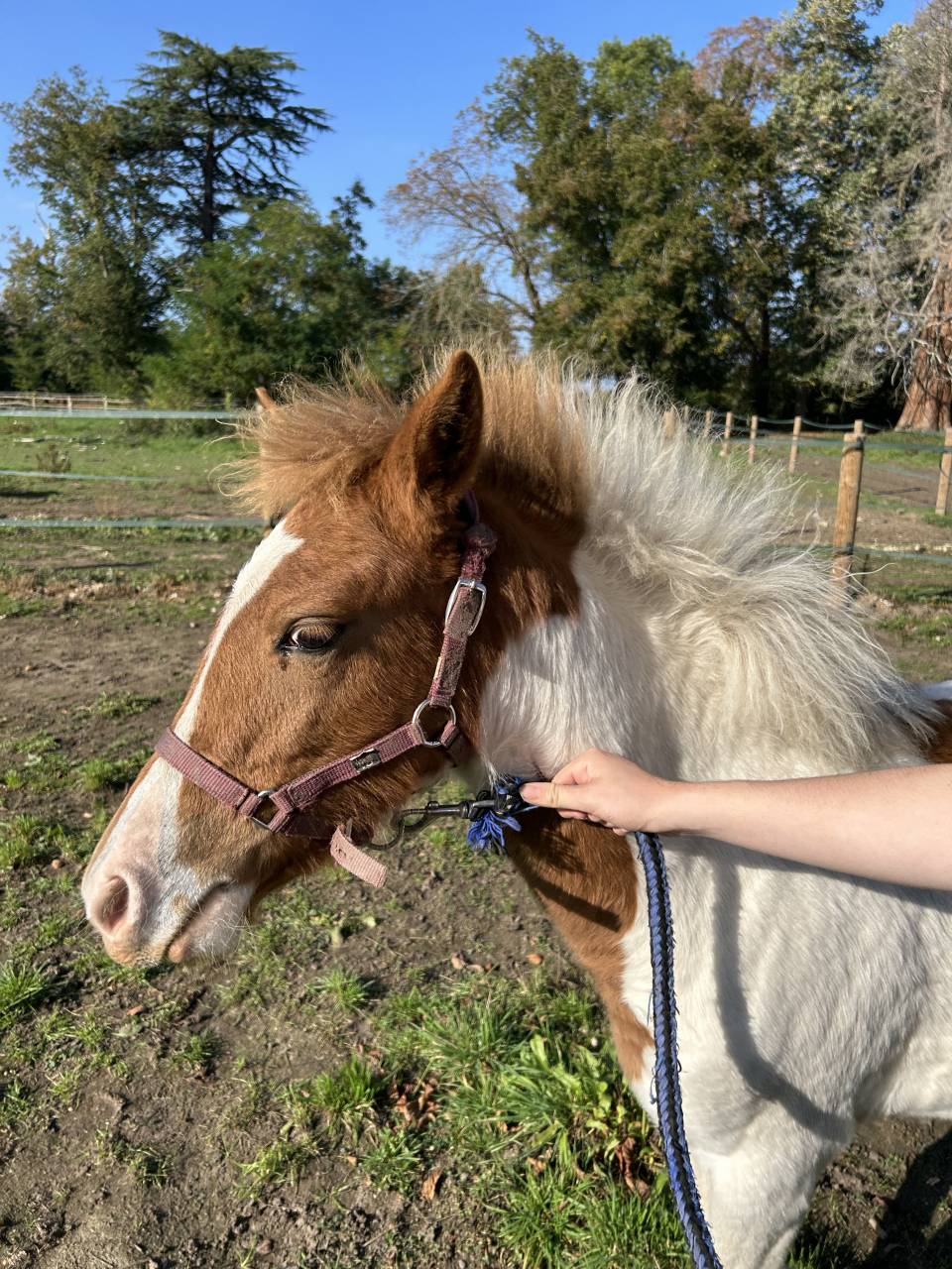 Potranca PFS Poni Fran&ccedil;&eacute;s de Silla En venta 2025 P&iacute;o por EUROGEN FANTOMAS