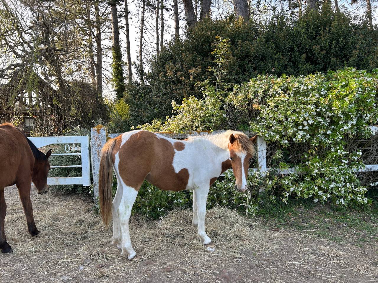Potranca PFS Poni Fran&ccedil;&eacute;s de Silla En venta 2025 P&iacute;o por EUROGEN FANTOMAS