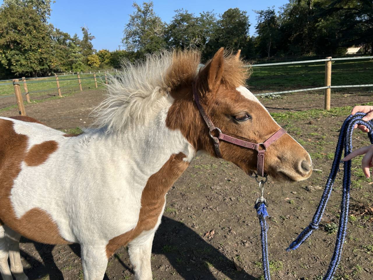 Potranca PFS Poni Fran&ccedil;&eacute;s de Silla En venta 2025 P&iacute;o por EUROGEN FANTOMAS