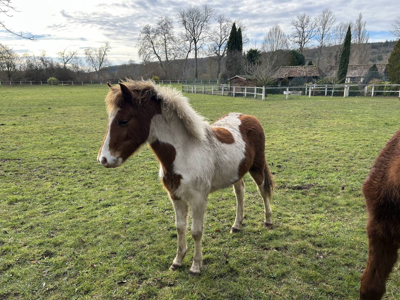 Potranca PFS Poni Fran&ccedil;&eacute;s de Silla En venta 2025 P&iacute;o por EUROGEN FANTOMAS