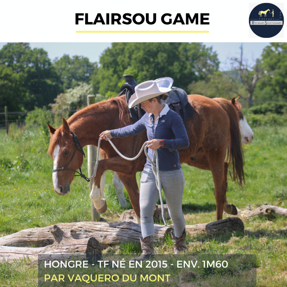 Caballo castrado Trot&oacute;n Franc&eacute;s En venta 2015 Alaz&aacute;n