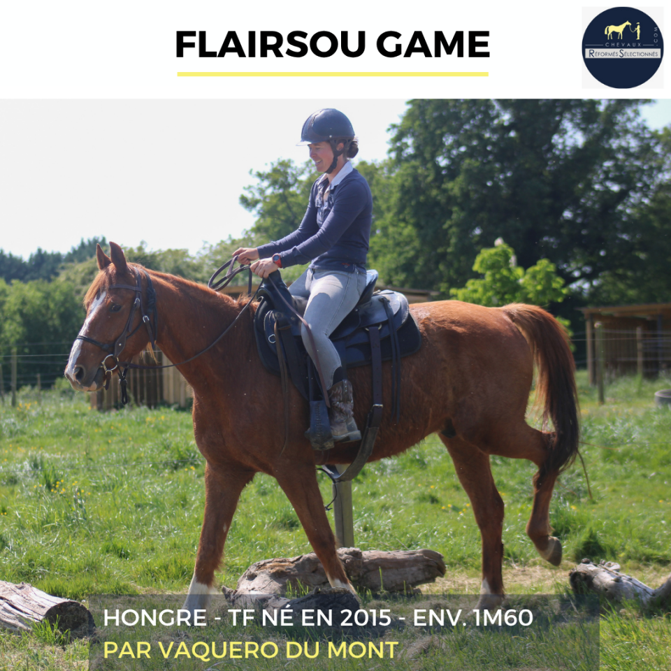 Caballo castrado Trot&oacute;n Franc&eacute;s En venta 2015 Alaz&aacute;n