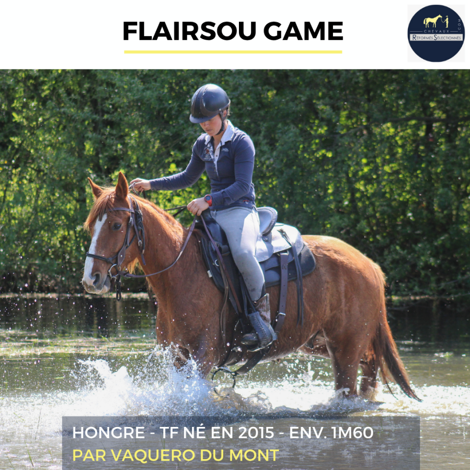 Caballo castrado Trot&oacute;n Franc&eacute;s En venta 2015 Alaz&aacute;n