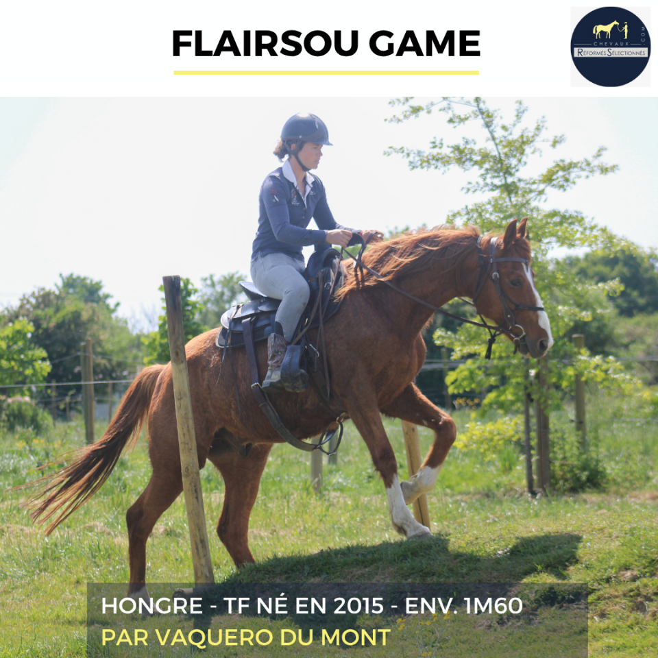 Caballo castrado Trot&oacute;n Franc&eacute;s En venta 2015 Alaz&aacute;n