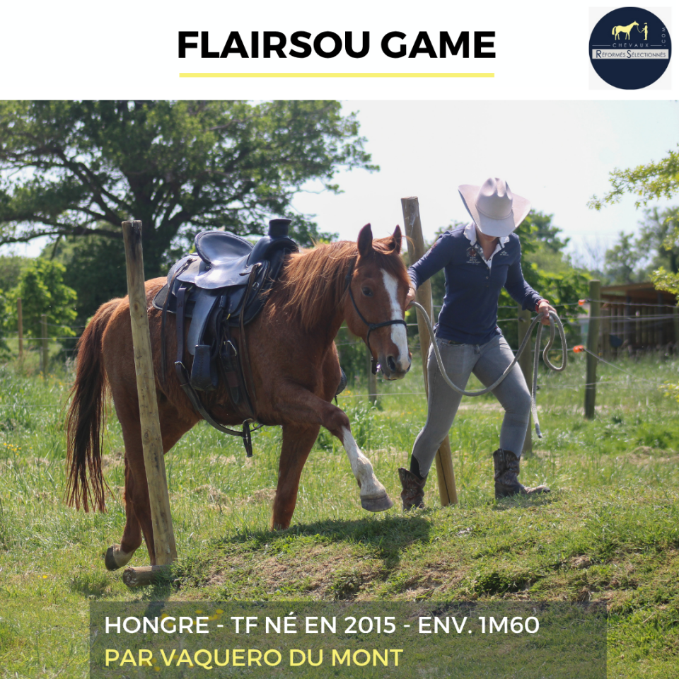 Caballo castrado Trot&oacute;n Franc&eacute;s En venta 2015 Alaz&aacute;n