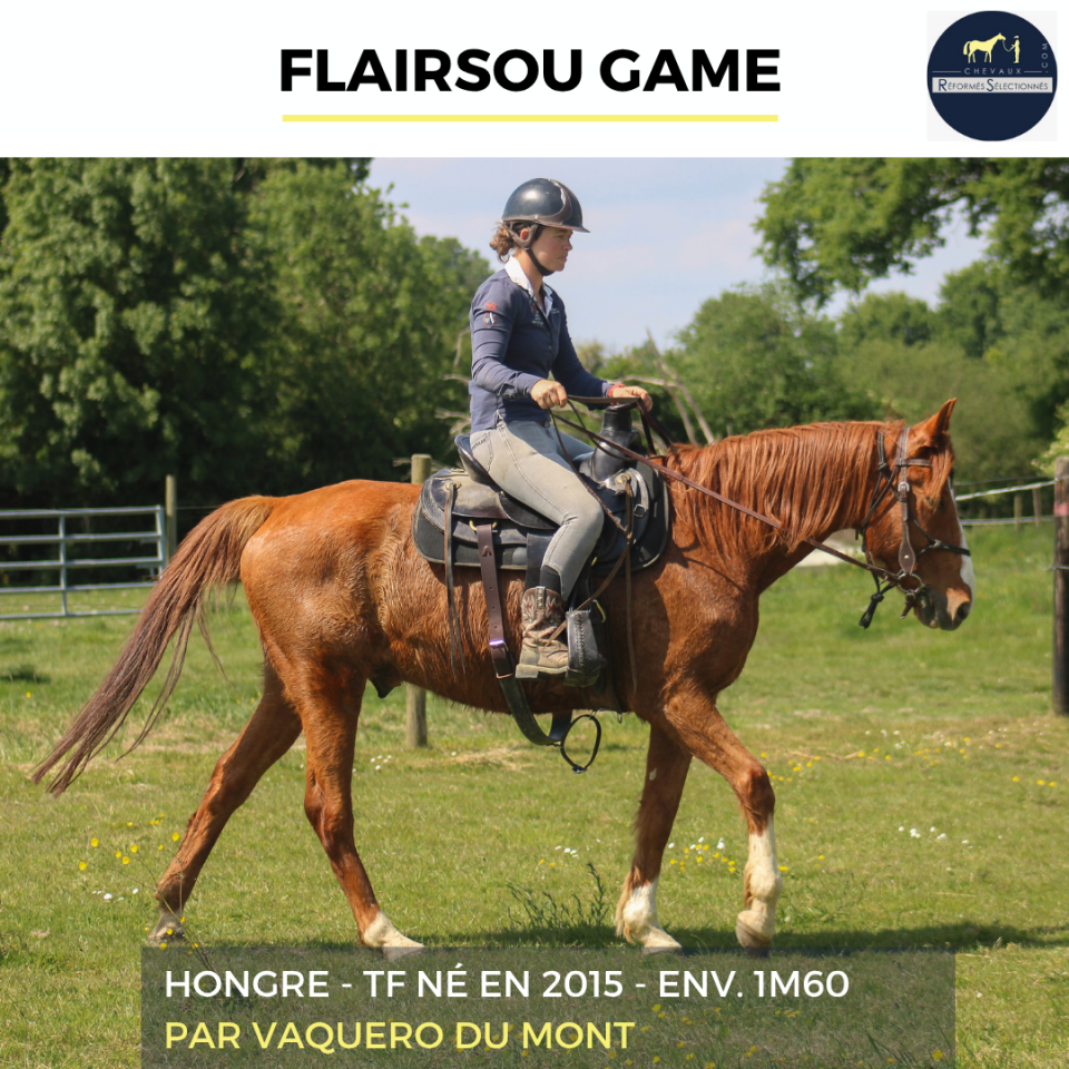 Caballo castrado Trot&oacute;n Franc&eacute;s En venta 2015 Alaz&aacute;n