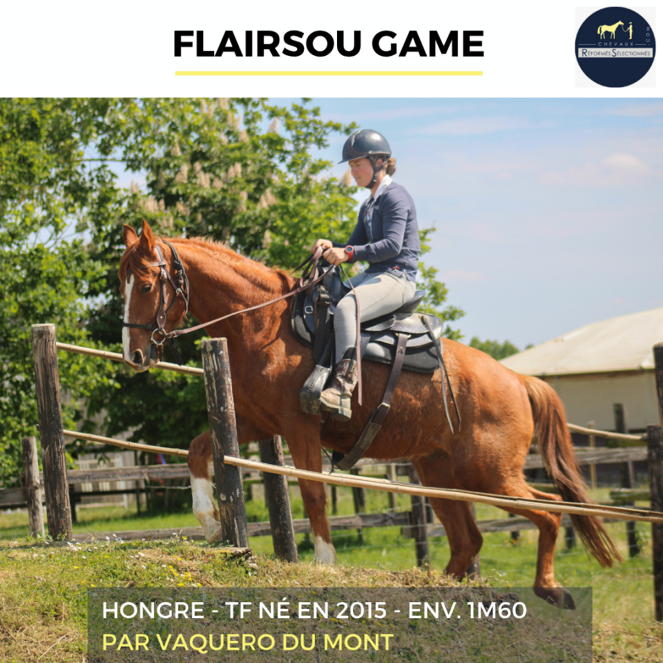Caballo castrado Trot&oacute;n Franc&eacute;s En venta 2015 Alaz&aacute;n
