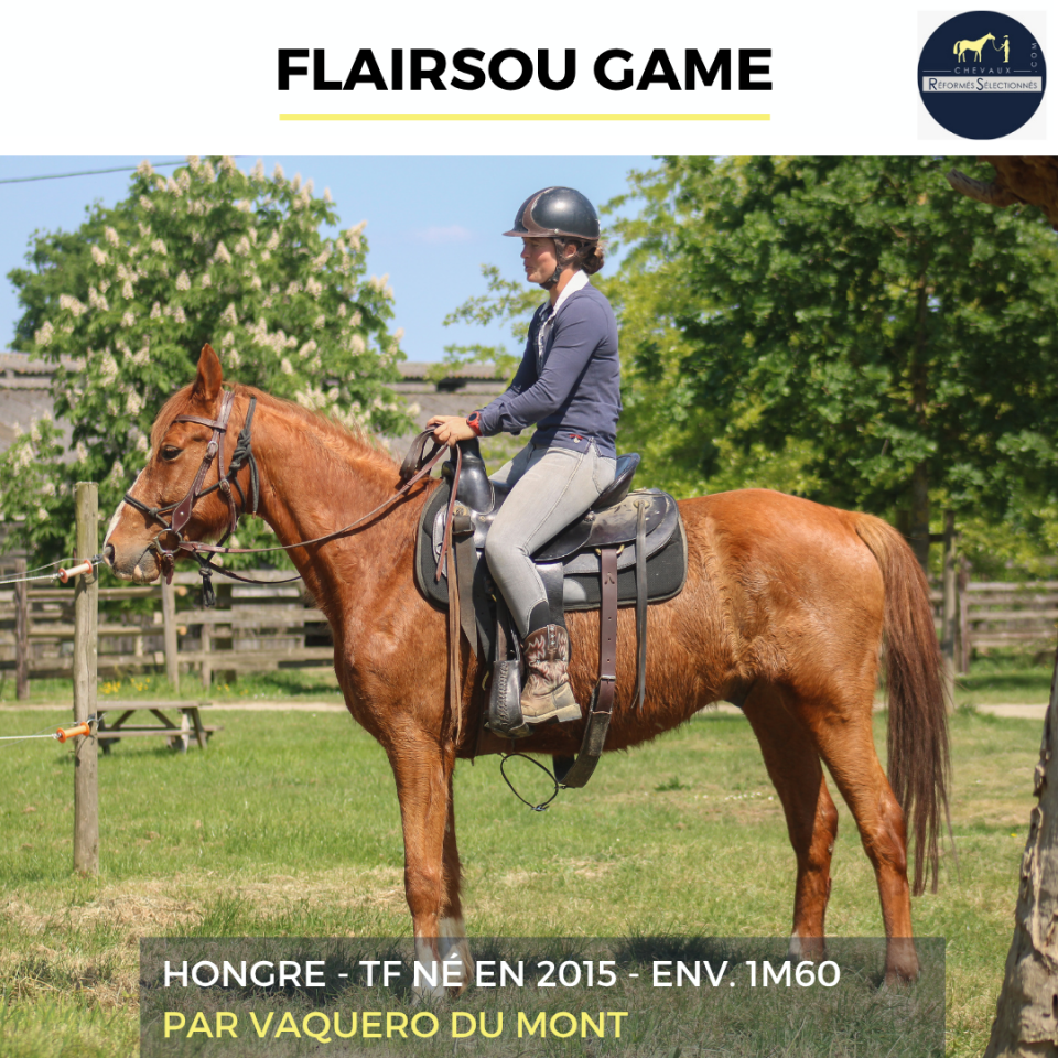 Caballo castrado Trot&oacute;n Franc&eacute;s En venta 2015 Alaz&aacute;n