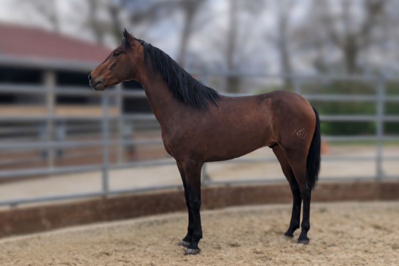 Caballo castrado PRE Pura Raza Espa&ntilde;ola En venta 2023 Bayo
