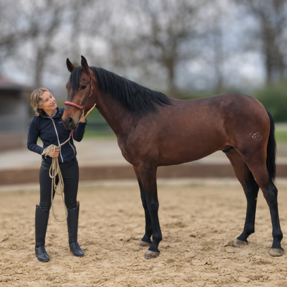 Caballo castrado PRE Pura Raza Espa&ntilde;ola En venta 2023 Bayo