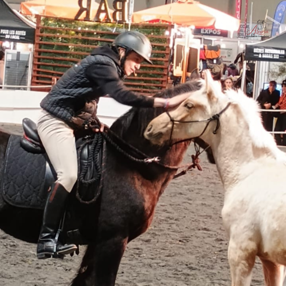 Potro PRE Pura Raza Espa&ntilde;ola En venta 2025 Palomino por ADAGIO CALLER