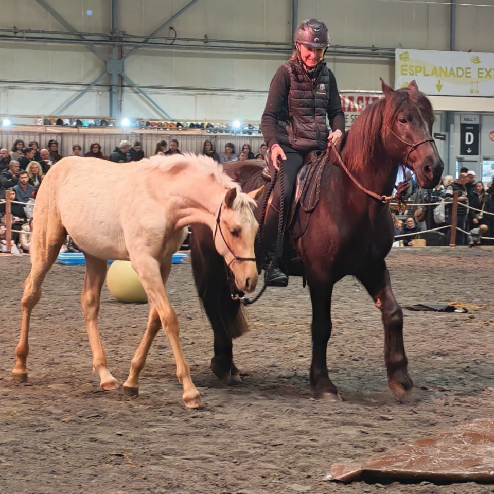 Potro PRE Pura Raza Espa&ntilde;ola En venta 2025 Palomino por ADAGIO CALLER