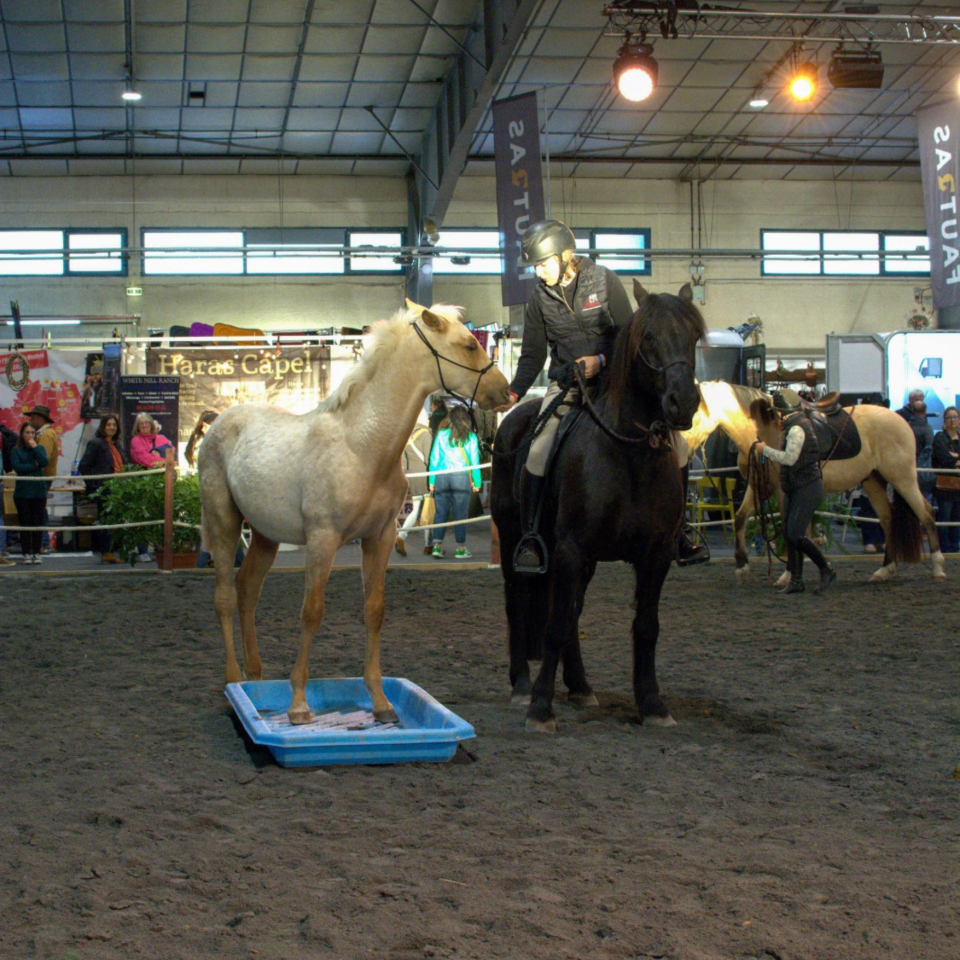 Potro PRE Pura Raza Espa&ntilde;ola En venta 2025 Palomino por ADAGIO CALLER