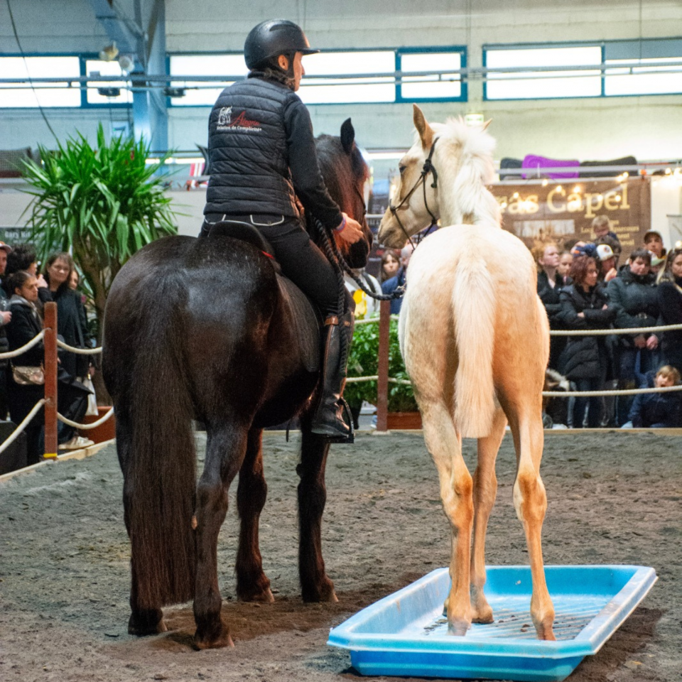 Potro PRE Pura Raza Espa&ntilde;ola En venta 2025 Palomino por ADAGIO CALLER