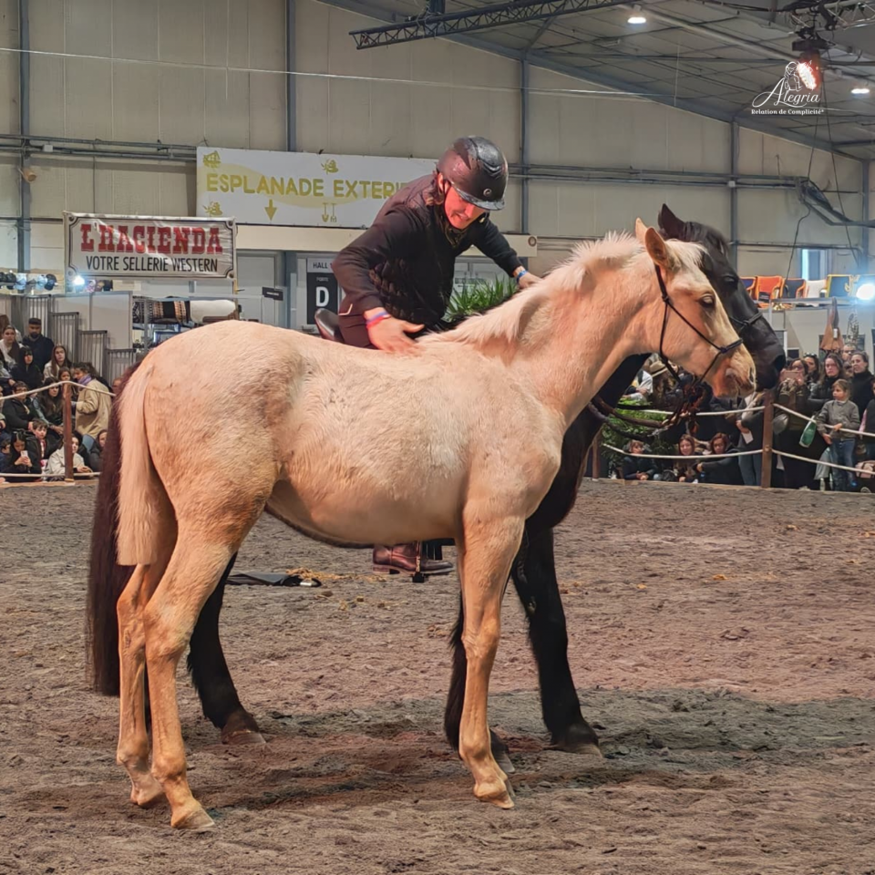 Potro PRE Pura Raza Espa&ntilde;ola En venta 2025 Palomino por ADAGIO CALLER