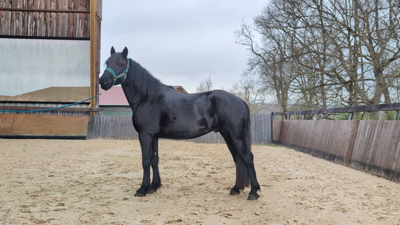 Caballo entero M&eacute;rens En venta 2022 Negro por Black Dumas Souleilla