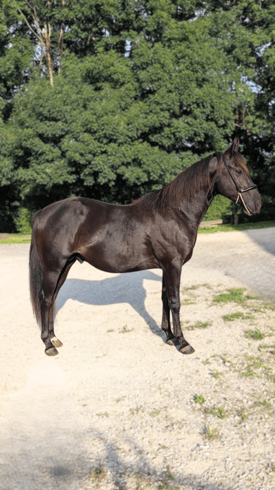 Caballo entero Quarter Horse En venta 2023 Negro