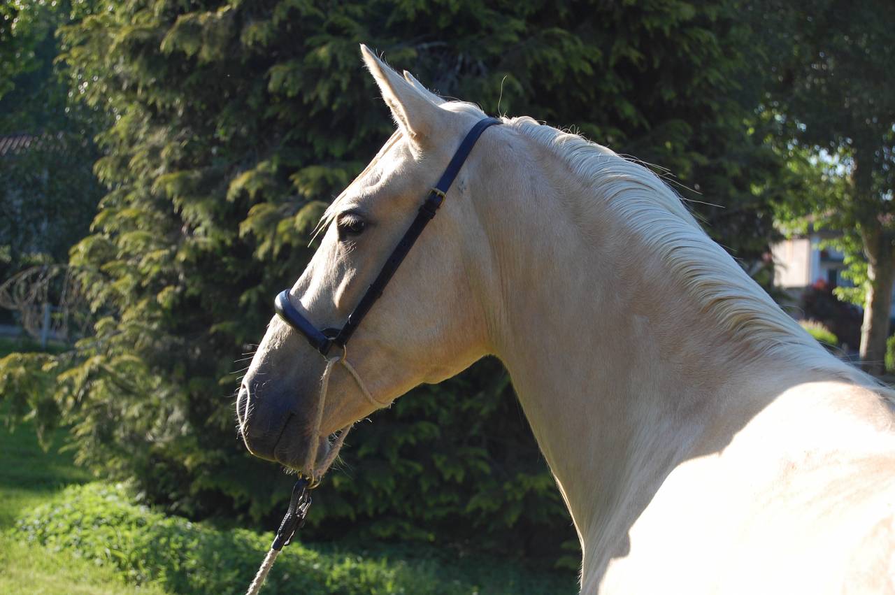 Yegua PRE Pura Raza Espa&ntilde;ola En venta 2023 Palomino por TREMENDO JL