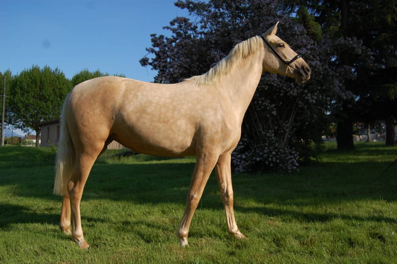 Yegua PRE Pura Raza Espa&ntilde;ola En venta 2023 Palomino por TREMENDO JL