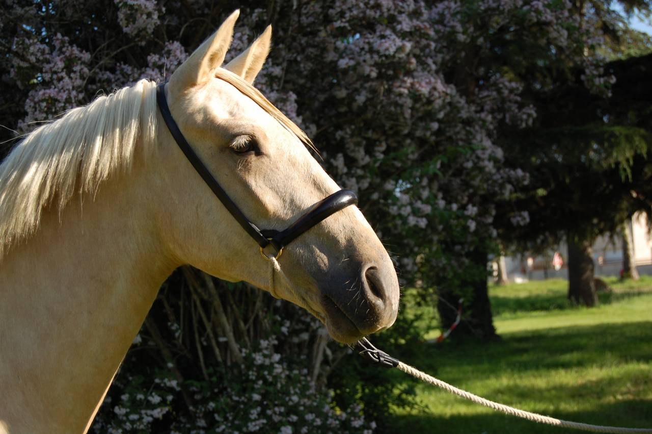 Yegua PRE Pura Raza Espa&ntilde;ola En venta 2023 Palomino por TREMENDO JL